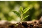Green plant